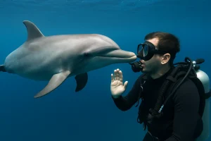 Il giorno in cui un delfino chiese aiuto ad un uomo: la storia incredibile di Enzo Maiorca