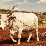 Che cosa è il “Boscarin” istriano? Il gigante bianco